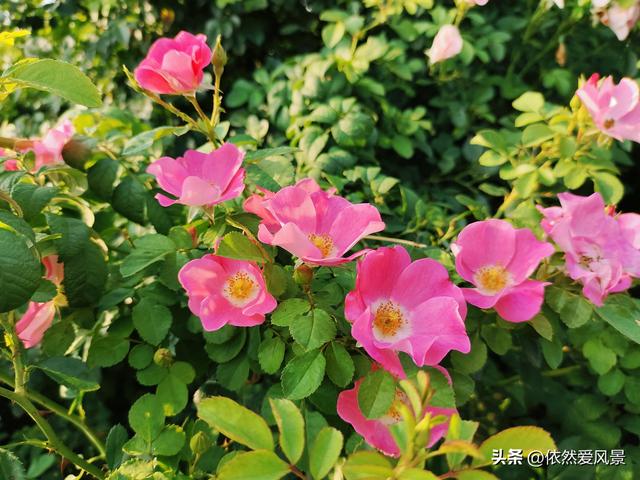 多头蔷薇的花语是什么，红蔷薇的花语是什么