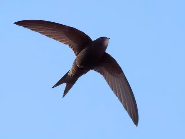 燕窝是什么东西怎么形成的儿童可以吃葛根吗，燕窝是什么东西怎么形成的中药冷却后可以用塑料瓶装吗