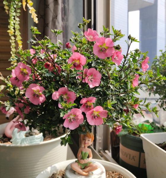 磷肥对植物的作用与功效有哪些，磷肥对植物的作用与功效用量