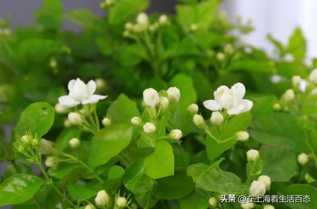 风车茉莉有毒吗_可以家养吗,风车茉莉有毒吗可以家养吗