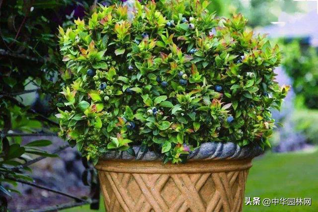 德雷珀蓝莓苗介绍，德雷珀蓝莓苗哪里卖的最纯正