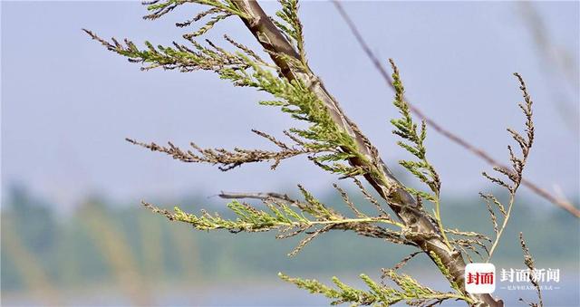 长江黄河共同流经的省区是图,长江黄河共同流经的省区有