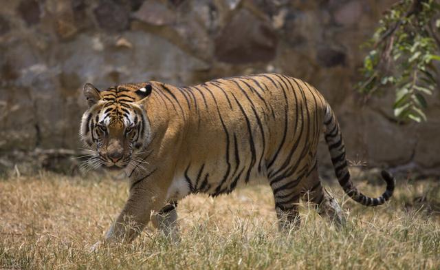 三碗不过岗的意思是什么意思，三碗不过岗的意思叫什么