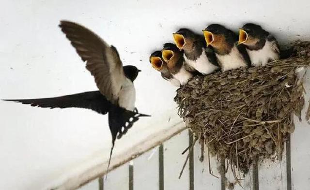 适合室内养的50种动物_不咬人的原因,适合室内养的50种动物_不咬人的有几种