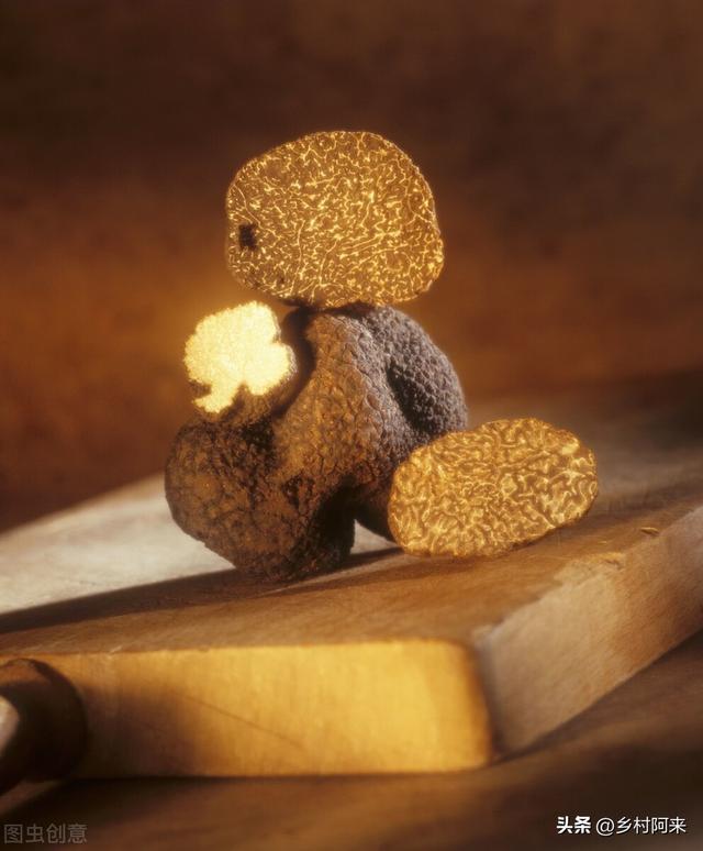 鲍鱼像什么部位，鲍鱼长的和什么一样