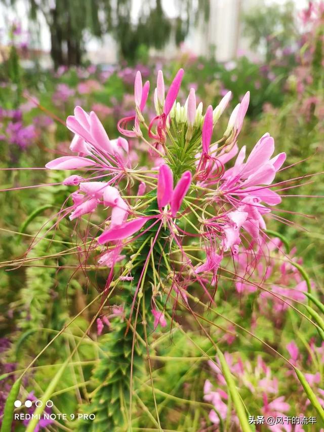做自媒体的宝妈太多了吧视频,宝妈可以做自媒体吗