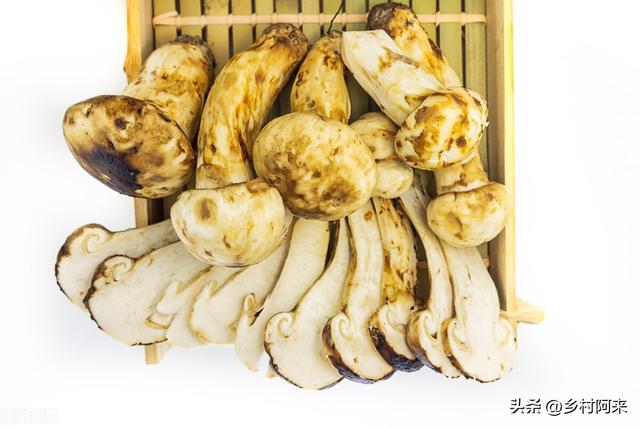 鲍鱼像什么部位，鲍鱼长的和什么一样