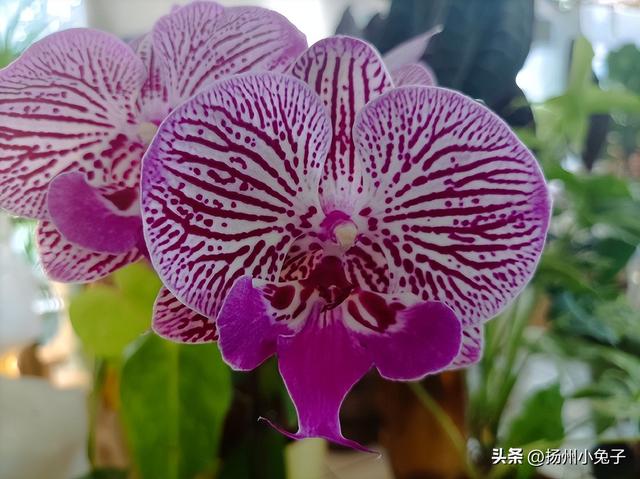 七巧板拼图原图有几种拼法,七巧板拼图原图有几种拼法图片