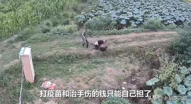 家有六畜正确生肖,六畜什么生肖