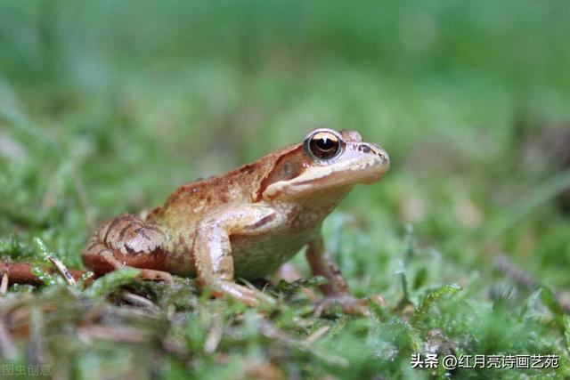 格林童话青蛙王子的作者是谁,格林童话青蛙王子的作者是谁写的