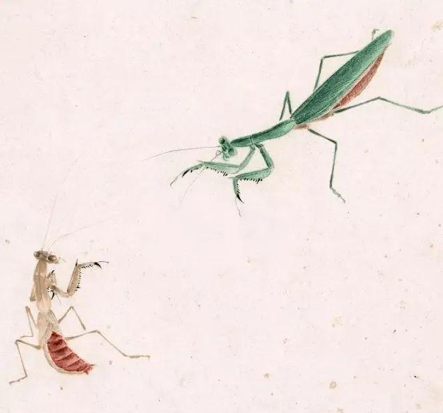 蛇为什么怕螳螂赚金币,蛇为什么怕螳螂作文