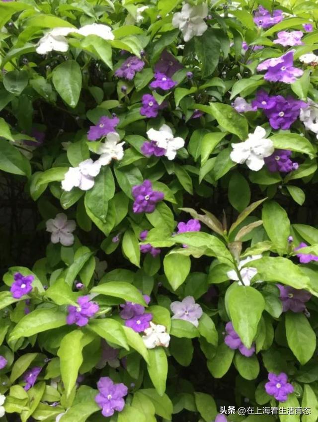 风车茉莉有毒吗_可以家养吗,风车茉莉有毒吗可以家养吗