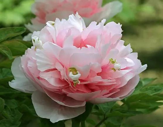 宝妈努力挣钱的句子霸气简短的图片,宝妈努力挣钱的句子霸气简短的话