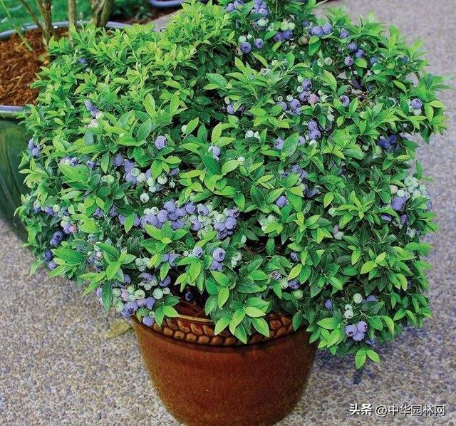 德雷珀蓝莓苗介绍，德雷珀蓝莓苗哪里卖的最纯正