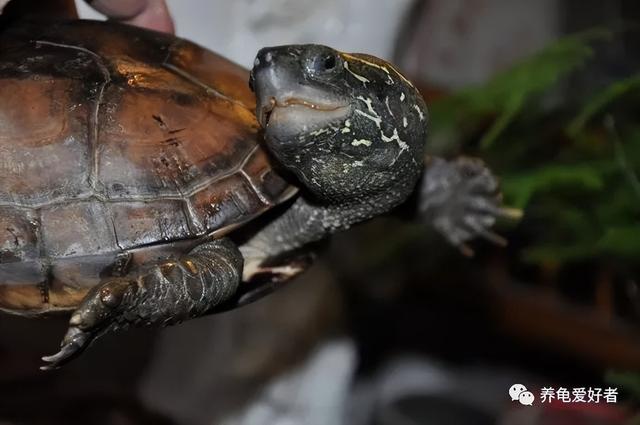 养龟六大忌需要换水吗,养龟六大忌需要换水吗为什么