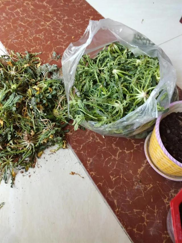 地菜图片，河南地菜图片