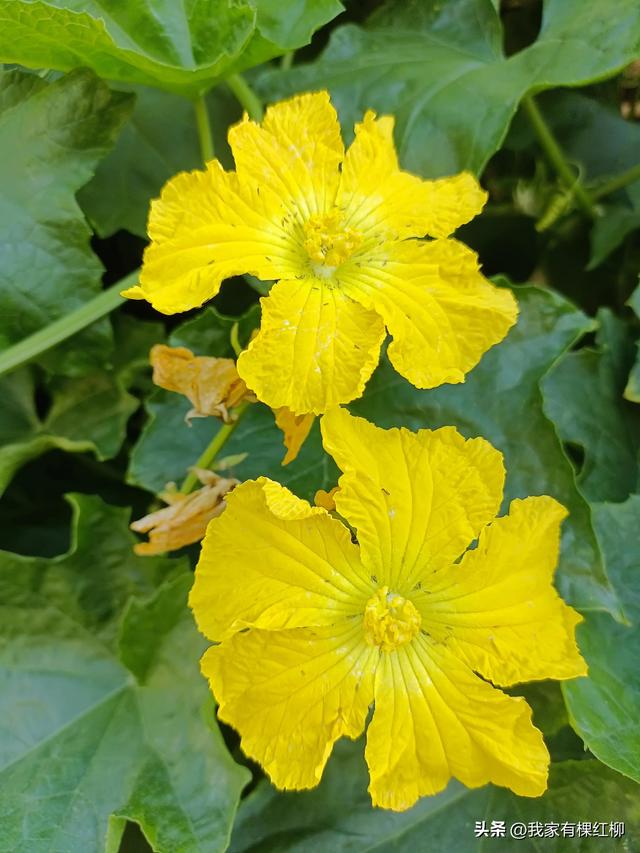 提前五年内退对退休工资影响大不_,提前内退5年影响多少退休金