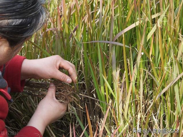 自媒体是什么时候出来的工作,自媒体是什么时候出来的工作岗位