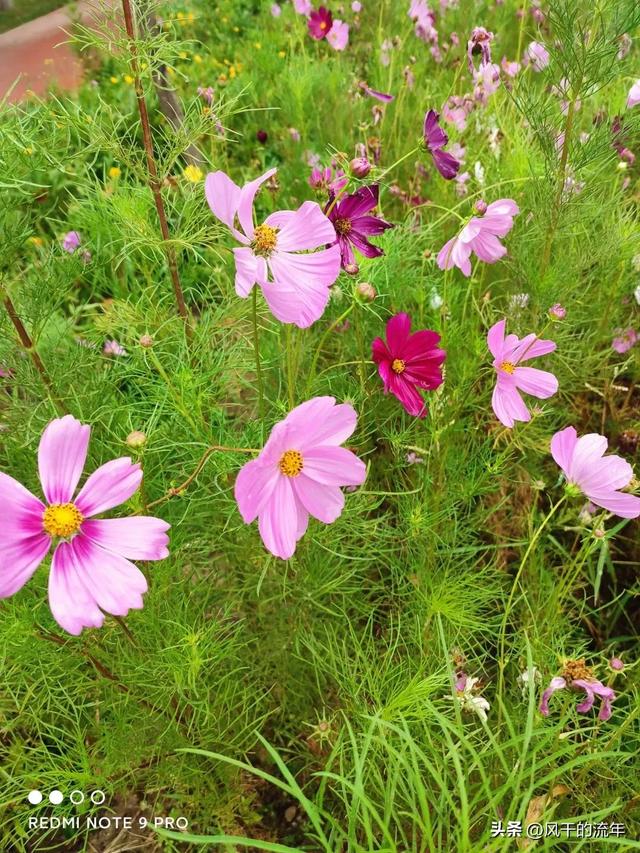 做自媒体的宝妈太多了吧视频,宝妈可以做自媒体吗