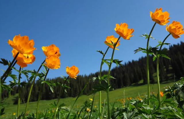 最有谋略的星座女排行,最有谋略的星座女排行榜