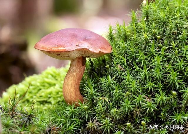 鲍鱼像什么部位，鲍鱼长的和什么一样