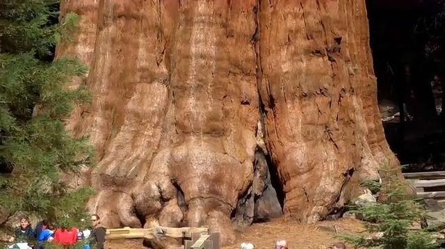 世界上最大的树直径多少米,世界上最大的树直径多少米长