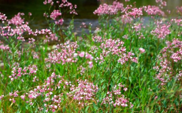 最有谋略的星座女排行,最有谋略的星座女排行榜