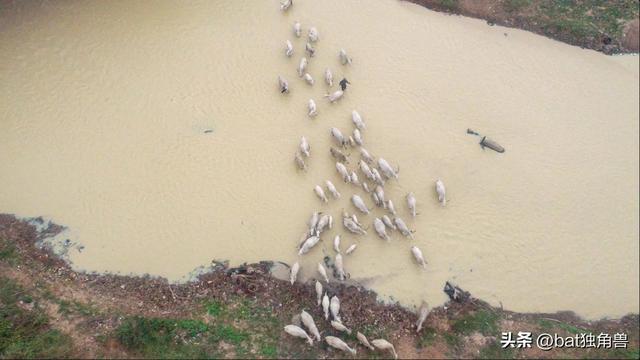 rol是什么意思英语,roll是什么意思英语