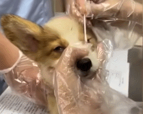 柯基小型犬多少钱,小的柯基犬多少钱一只