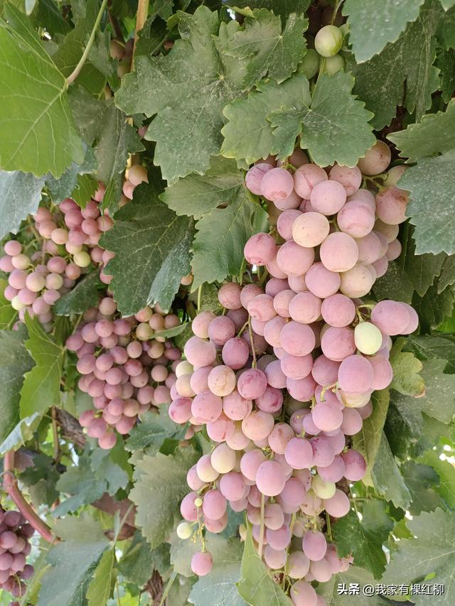 提前五年内退对退休工资影响大不_,提前内退5年影响多少退休金