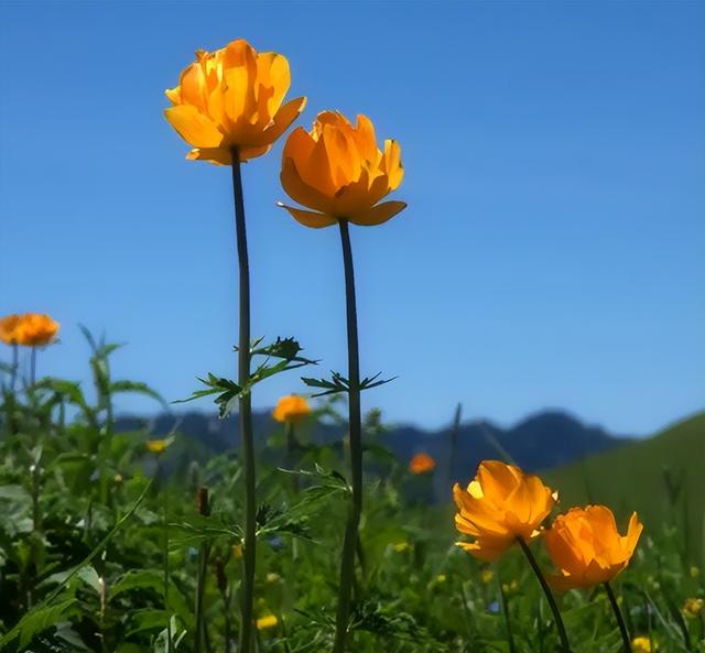 最有谋略的星座女排行,最有谋略的星座女排行榜