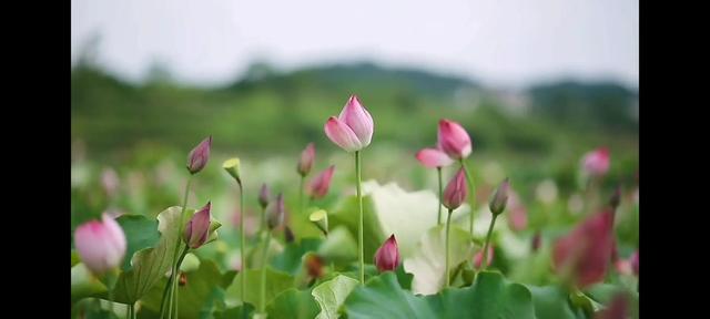 抖音同步西瓜视频会影响流量吗知乎,抖音同步西瓜视频会影响流量吗苹果