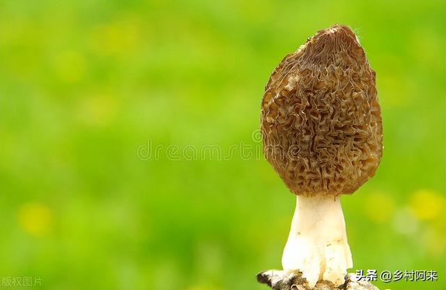 鲍鱼像什么部位，鲍鱼长的和什么一样