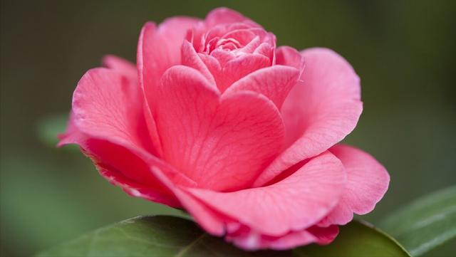 任加代北京大哥媳妇,北京任加代背后的大哥是谁