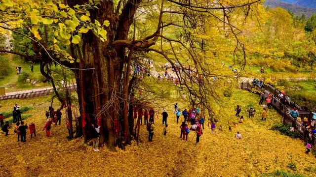 世界上最大的树直径多少米,世界上最大的树直径多少米长