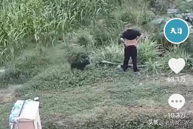 家有六畜正确生肖,六畜什么生肖