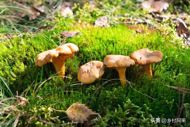 鲍鱼像什么部位，鲍鱼长的和什么一样