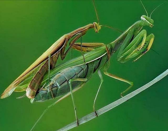 蛇为什么怕螳螂xaxkino,蛇为什么怕螳螂xaxkinoee