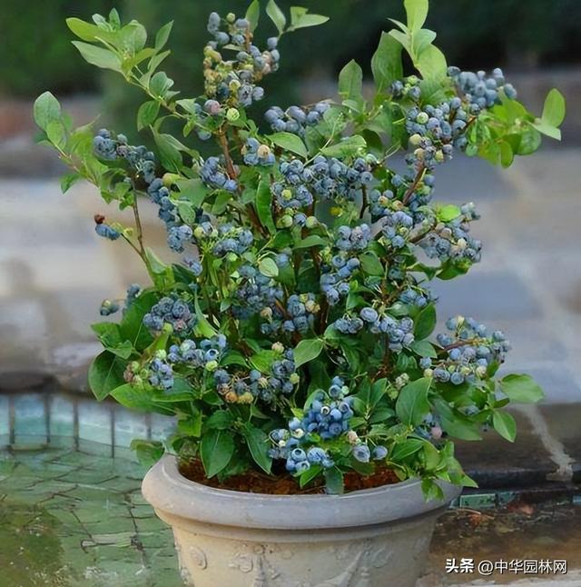 德雷珀蓝莓苗介绍，德雷珀蓝莓苗哪里卖的最纯正