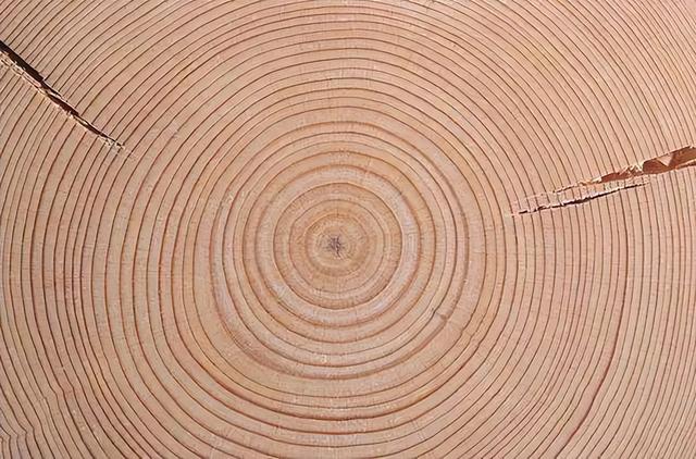 世界上最大的树直径多少米,世界上最大的树直径多少米长