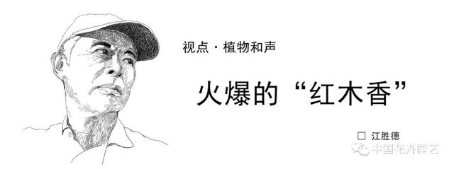 黄木香花为什么叫鬼招手的花,黄木香花为什么叫鬼招手的花呢