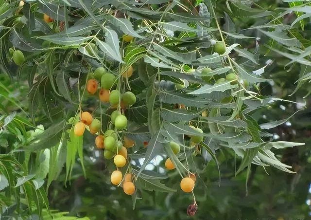 蚂蚁消灭最简单方法家里有，消灭蚂蚁最简单的方法