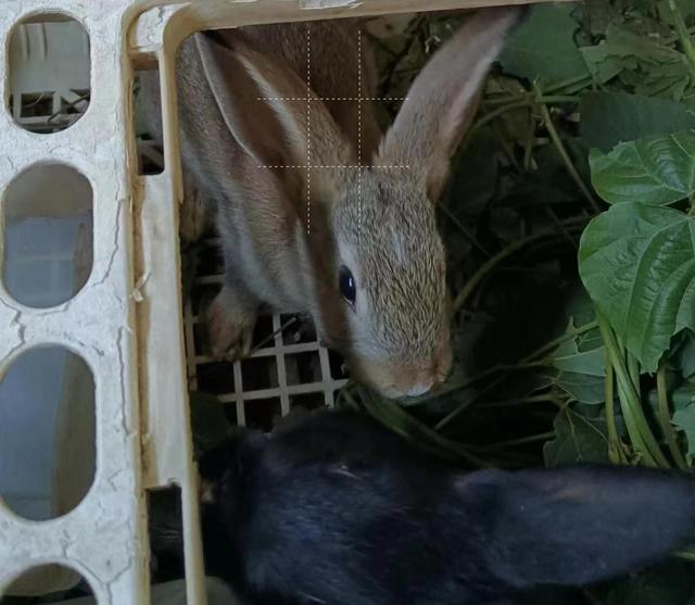 兔子一年可以繁殖几次小兔子,兔子一年可以繁殖几次小兔子呢