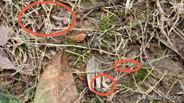 千足虫有毒吗，千足虫有毒吗