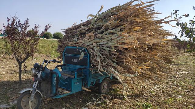 羊最怕吃到什么会死,羊最怕吃到什么会死亡