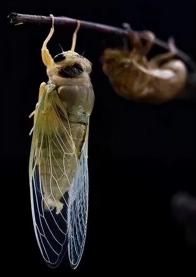 蝉的一生四阶段图片_简笔画,蝉的一生四阶段图片简笔画