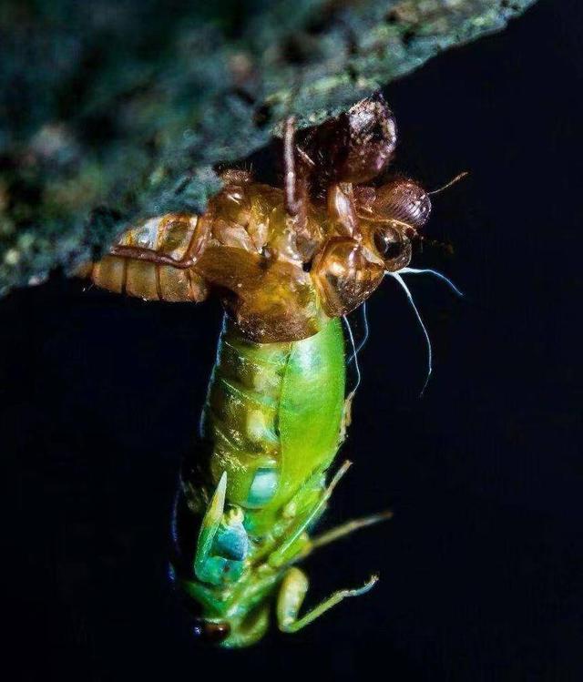 蝉的一生四阶段图片_简笔画,蝉的一生四阶段图片简笔画