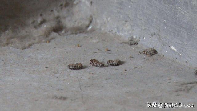 千足虫有毒吗，千足虫有毒吗