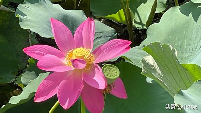 微课程设计方案幼儿园,微课程设计方案幼儿园小班