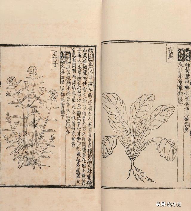 救荒本草是哪个朝代的人编撰的，救荒本草是哪个朝代的人编撰的书